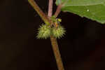 Fivestamen burbark